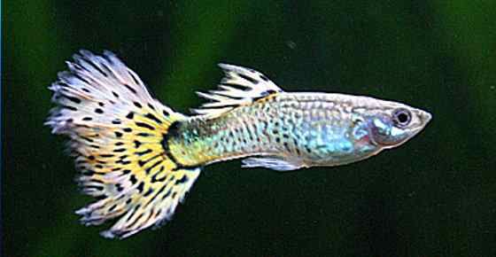 ماهی آکواریوم آب شیرین شگفت انگیز برای مبتدیان (زنده نگه داشتن ماهی آسان) با تصاویر