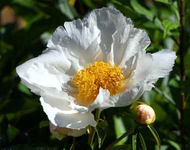 Peônia ‘Krinkled White’