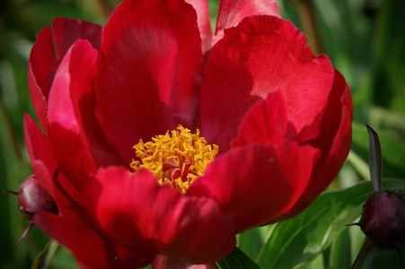 Peônia ‘Topeka Garnet’