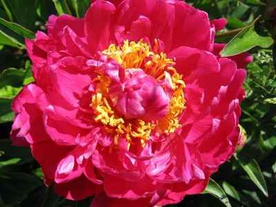 Peônia ‘Buckeye Belle’