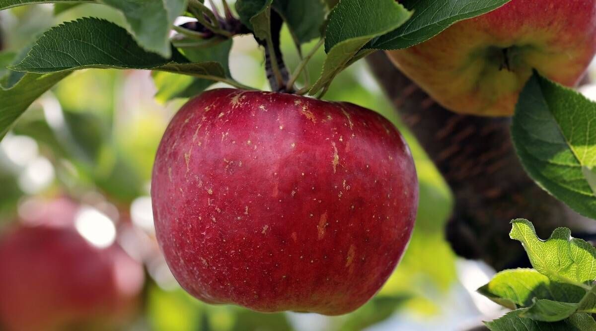Kruusi retsept: Kuidas oleks proovida seda 1-minutilist õunakooki täna?