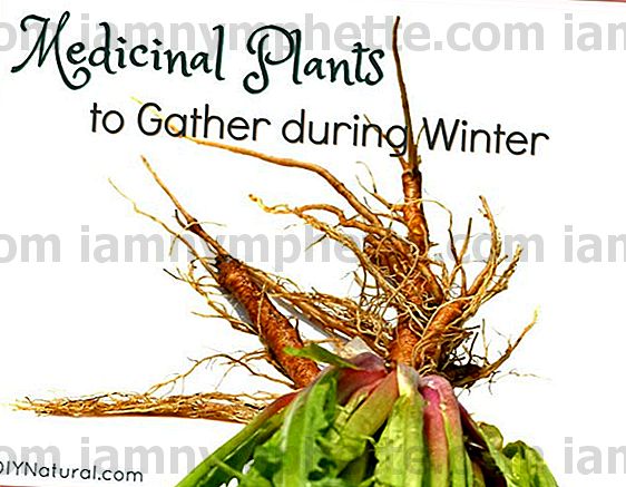 冬に収集する薬用植物を学ぶ