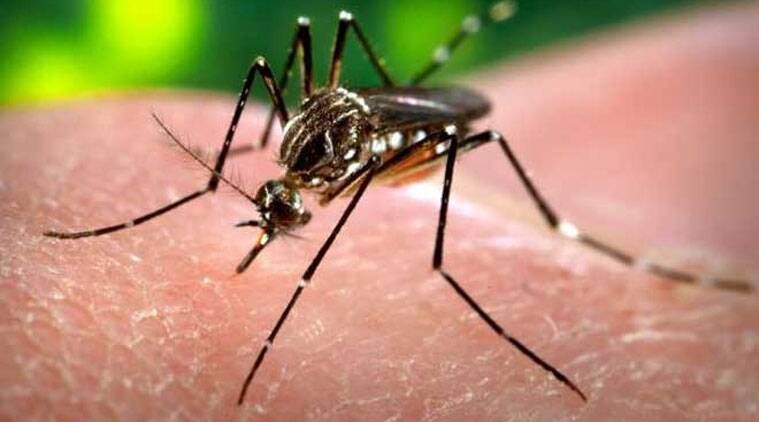 Bidh cùisean Dengue a ’dùblachadh ann an 2015