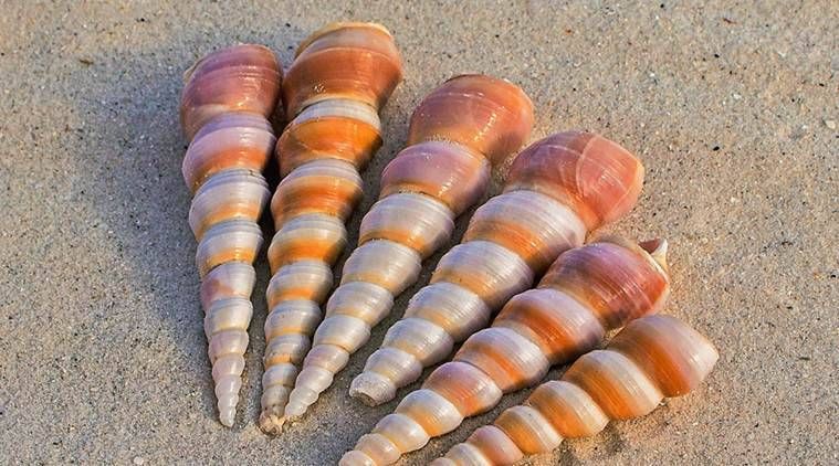 O veneno do caracol marinho pode levar a medicamentos para diabetes de ação rápida: Estudo