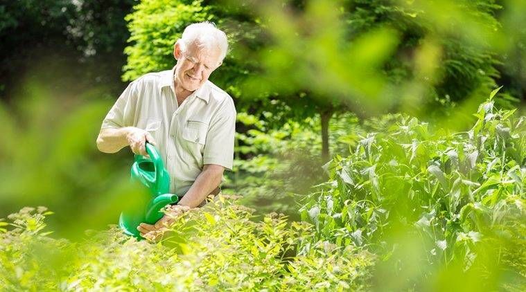 La jardinería puede hacer que las personas mayores se mantengan más saludables