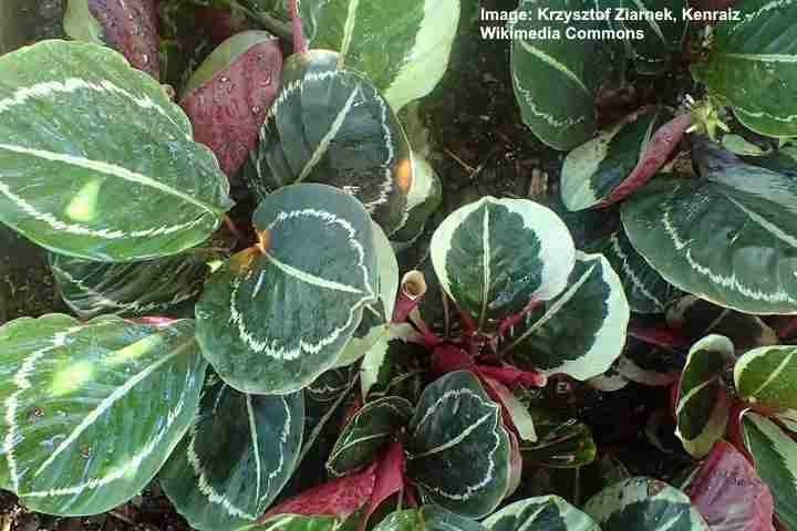 Calathea (ratelslangplant, zebraplant): soorten, verzorging en meer kweektips