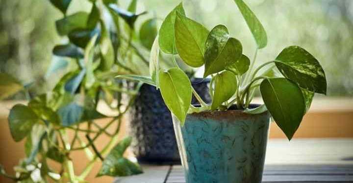Pothos Plant Care: How to Grow Pothos (Epipremnum Aureum, Devil’s Ivy)