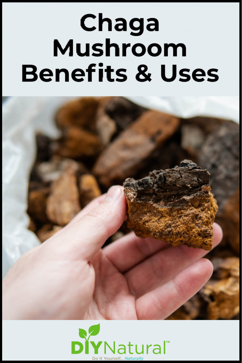 させて's consider the Chaga mushroom! What it is, the benefits of Chaga mushrooms, how to forage it, 3 good ways to use it, and its side effects.