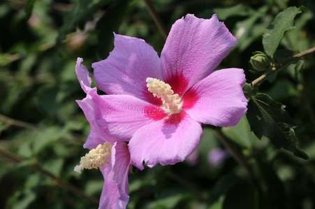 rose of sharon şəkli