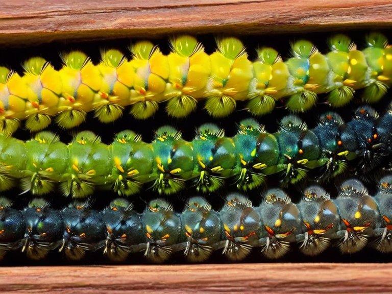 Colores y tipos de orugas cornudas