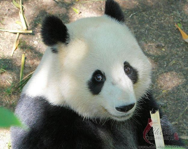panda i Chongqing zoologiske have