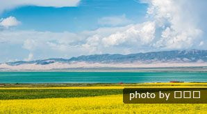 voldtægtsblomster i Qinghai-søen