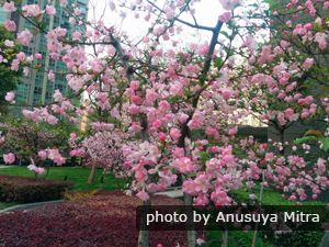 Peach Blossom i Shanghai