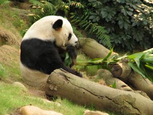 Un panda à Ocean Park