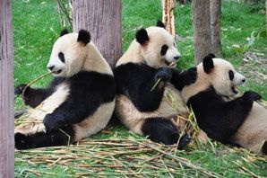 Vill panda spiser bambus og andre