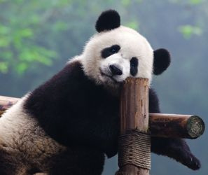 Vill panda liker å være med.