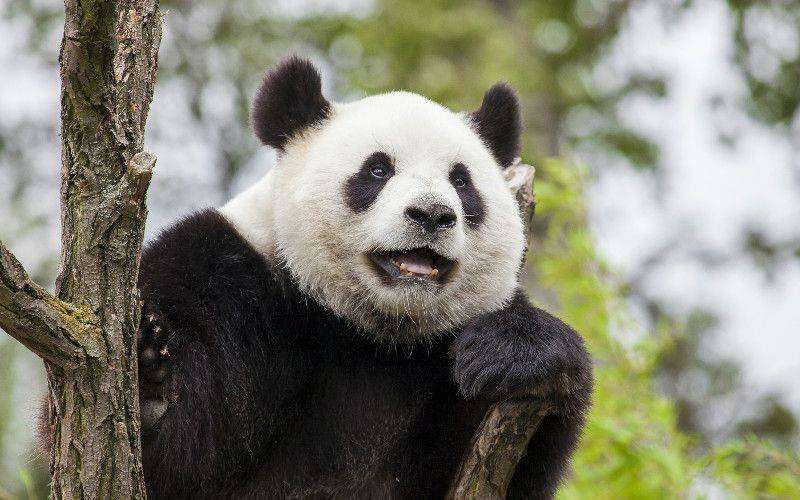 Sådan planlægger du en Panda-tur