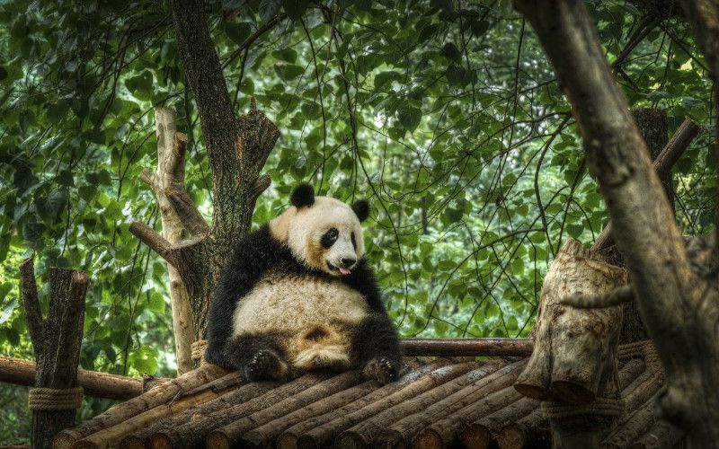Chengdu tur