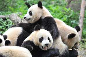 Kjempepandaer, Chengdu