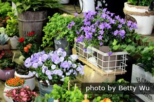 Hong Kong blomsterutstilling
