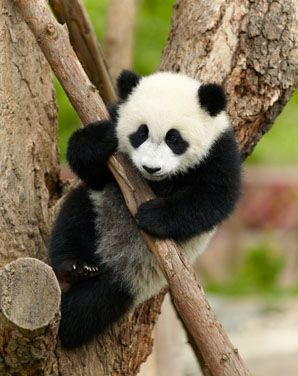 Sichuan Sanctuary Panda Giant