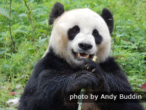 En jättepanda som äter bambu