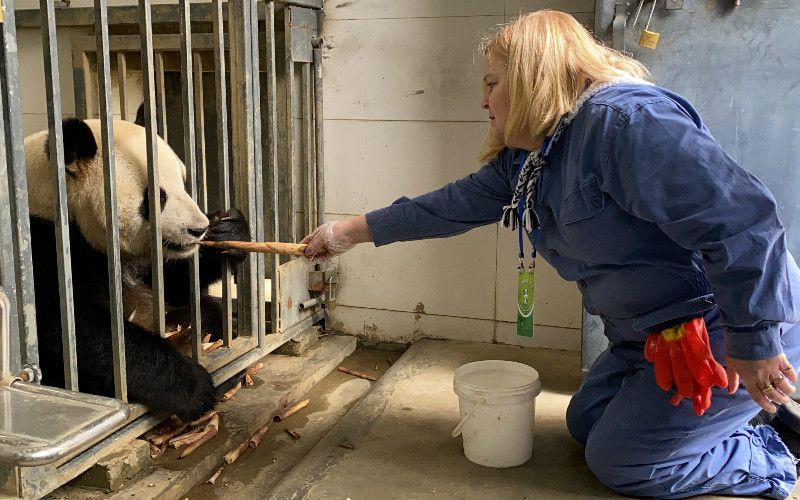 Giant Panda Volontärprogram