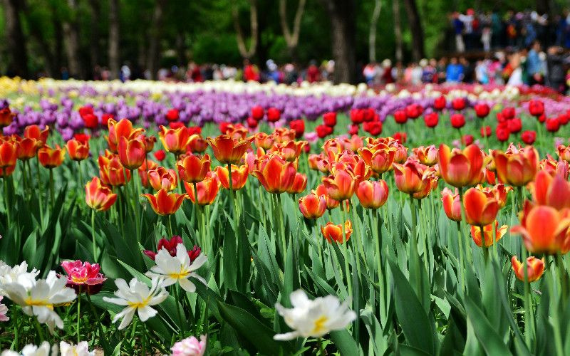 Giardino dei tulipani Jinzhan