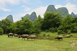 Vandbøfler græsser i Guilin