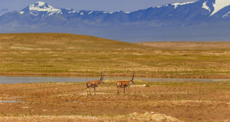 Landskap langs Qinghai-Tibet-jernbanen