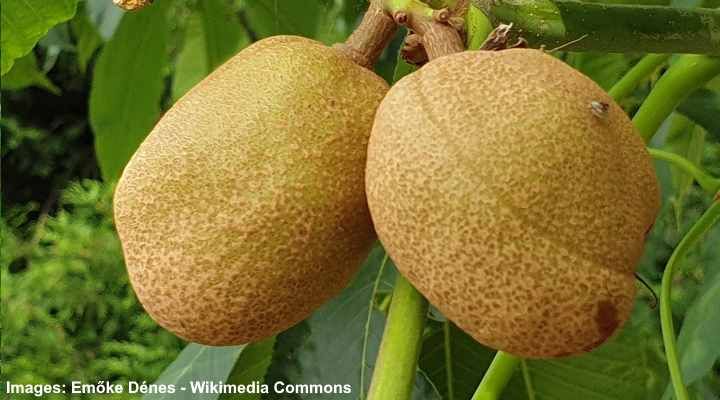 „Aesculus flava“ geltonojo spragėsio vaisiai