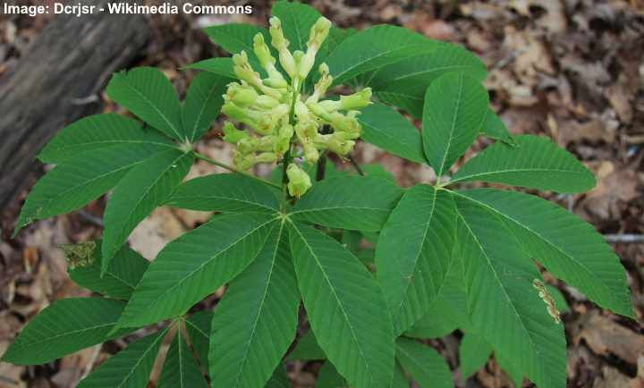 Aesculus sylvatica- ն նկարել է հնդկացորենի տերևներ