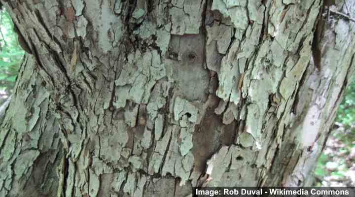 casca de árvore crabapple